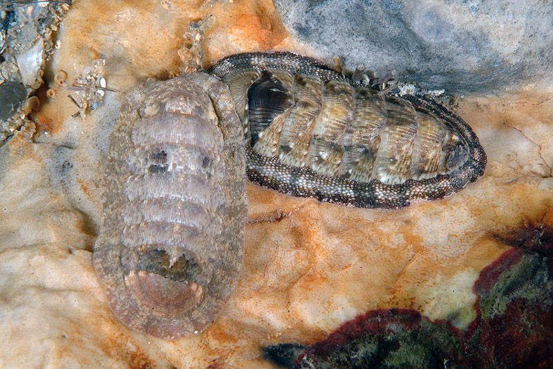 Ischnochiton rissoi?